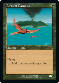 Birds of Paradise