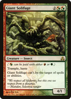 Giant Solifuge
