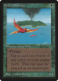 Birds of Paradise
